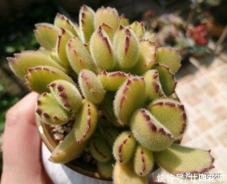 多肉熊童子长得慢？别误解它，春天做好5件事，小熊蹭蹭变大熊