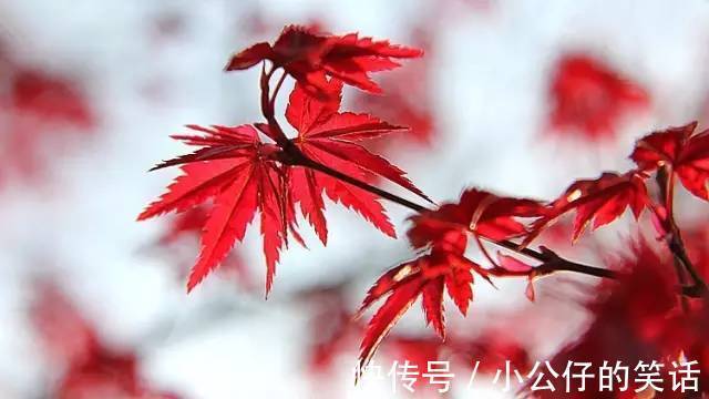 嵌字诗|今天9月9日,如此才华横溢的诗,你见过吗?绝!太绝了!