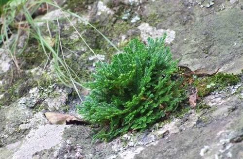 春意浓去野外,碰见2种植物要珍惜,带回家当盆栽正合适