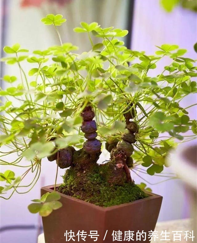 路边常见到的“三叶草”,挖个根30天养成精致盆景,价值翻倍!