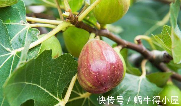 白发|夏天农村的野果,能白发转黑,延缓衰老,治疗黄疸,女人可以多吃