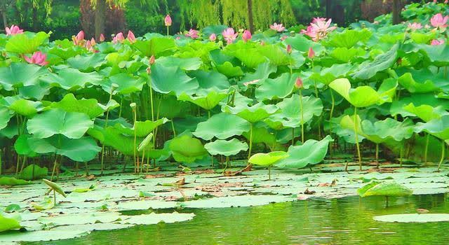 荷花湖景区|河南南阳新野县北端一个镇，名字很独特，拥有荷花湖景区