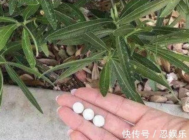 给长寿花吃“2粒药”,7天窜出“大白根”,花苞冒不停,旺盛!