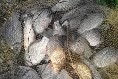 钓鱼比较费钱?成本不足半瓶维它米,钓上来128斤鲫鱼