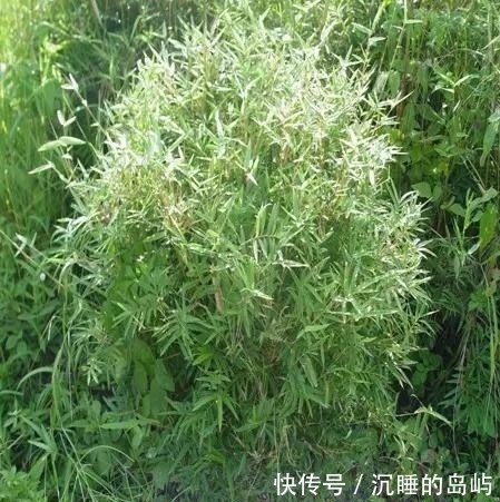 桂竹|26种 · 竹子大全