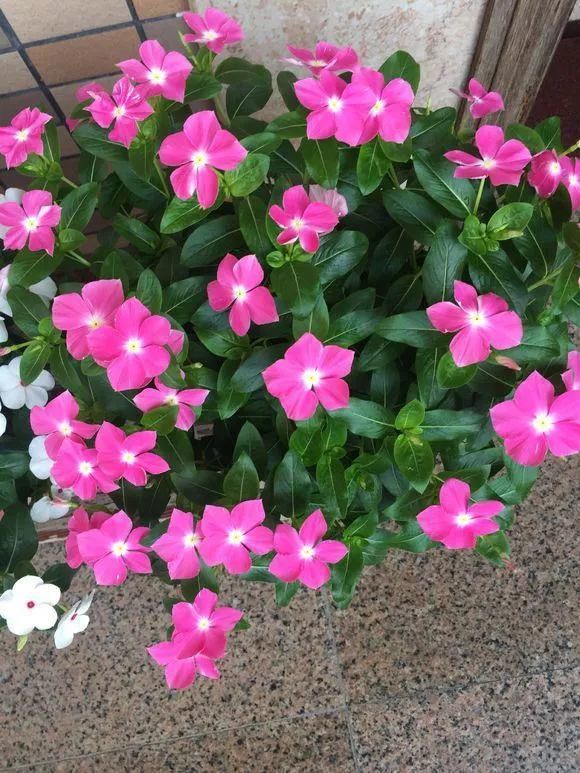 6种花不怕晒，越晒花越多，一开200天不停歇！