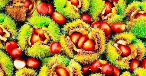 治病果|女性多食一“治病果”,顶10个苹果,还清理子宫肌瘤