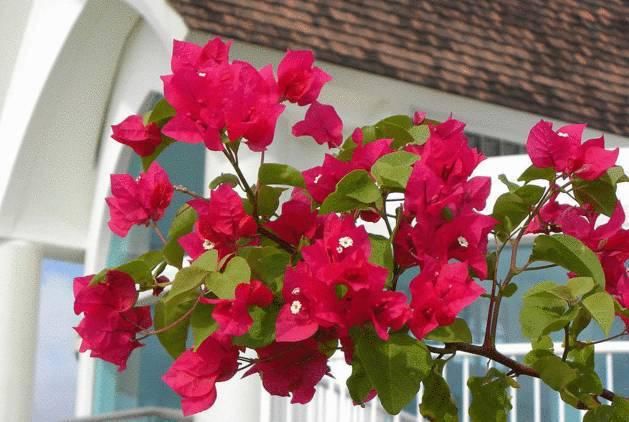 送给那些养花，却总是把花养死的人