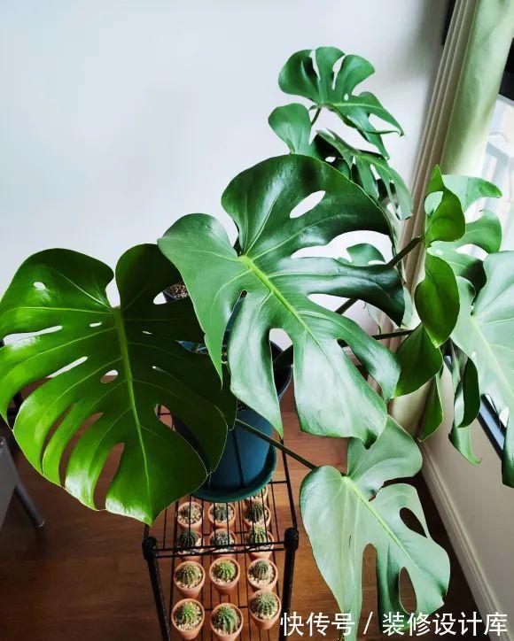 花友|7种花,现在要砍头,冲天炮变成爆炸头