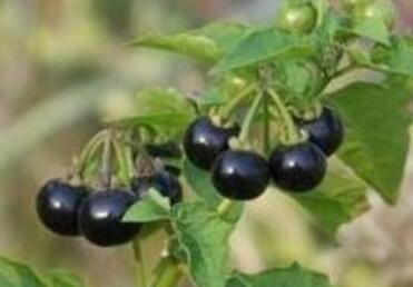 这种花是“解毒高手”，家里养一盆，再也不怕“小病小灾”