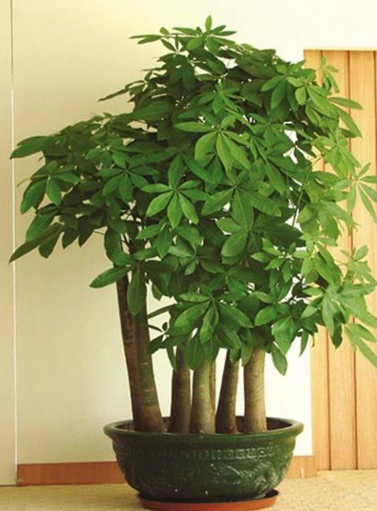 越不浇水越能养爆盆,懒人或者新手养花就选此6种