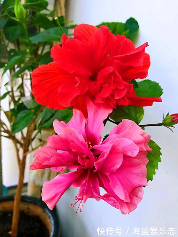 四季|别再养绿萝多肉了，这种盆栽，四季开花，漂亮喜庆，还非常好养