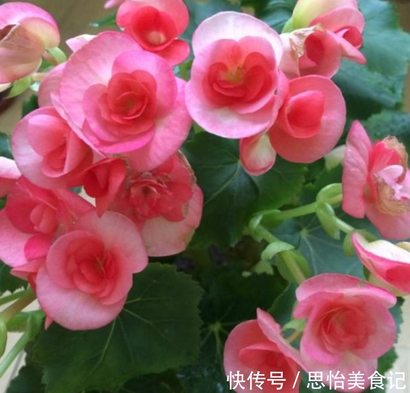 4种花超漂亮,个个美出状态,家里养一盆,招财又纳福!