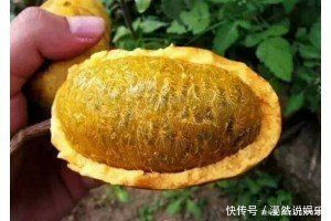 南瓜|夏天养生先排毒,推荐4种食物,排毒润肤,抗衰老,清理体内毒素