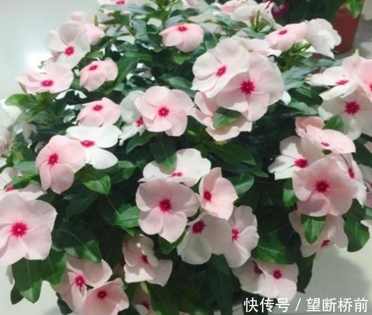 3种漂亮植物花期超长,好养易活,花开不断,家里变花园