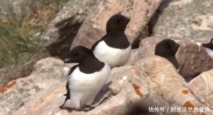 因纽特人|地下存放3年的尸体竟是美食!鲱鱼罐头都弱爆了