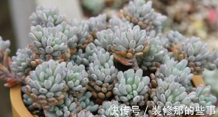 农历|农历6月27号起，最适合养这些花，开花勤爱爆盆