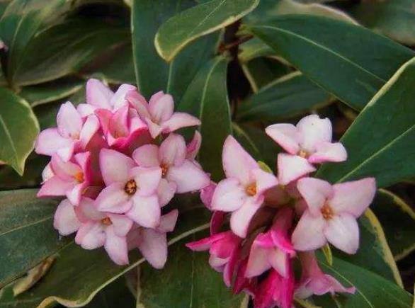 此花姿态婆娑潇洒,散发着一种诱人心魂的芳香,寓意为祥瑞与吉利