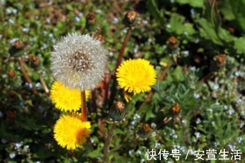 玫瑰花茶|蒲公英加一宝泡水喝，每天一杯，排出毒素垃圾，给肝脏洗个澡