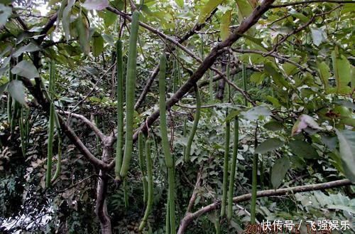 农村这其貌不扬的野果，味道香甜，根可以拿来洗澡，种子能榨油