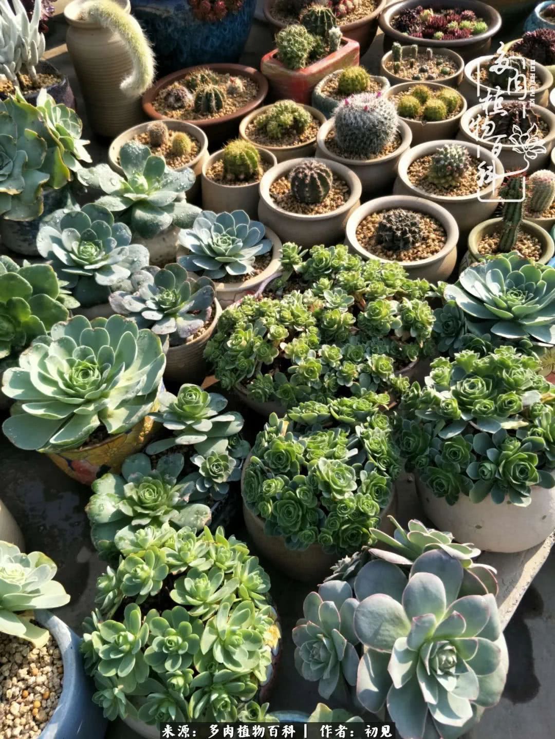 养多肉四周年,从初见到爱恋!幸福一直藏在浅薄的日子里!