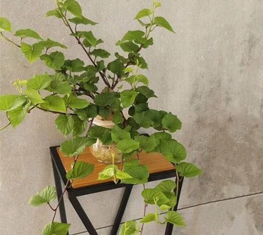 见证|养花还愁长不好土里放点它,啥花见了也呼呼长,十几年见证