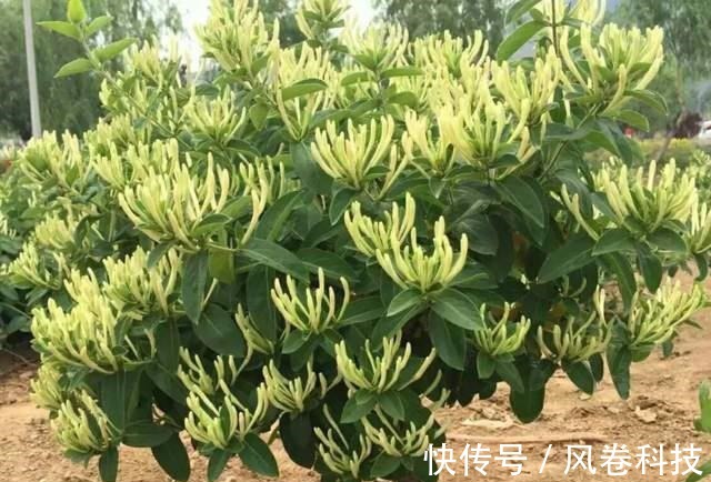 分享11种“健康花”,好看又“养人”,医生护士都爱养