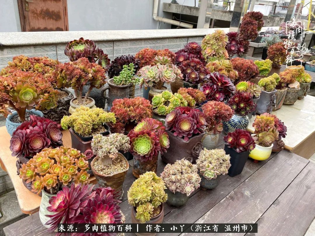 祖上无院家里无矿，一腔浪漫情怀付诸楼顶造花！