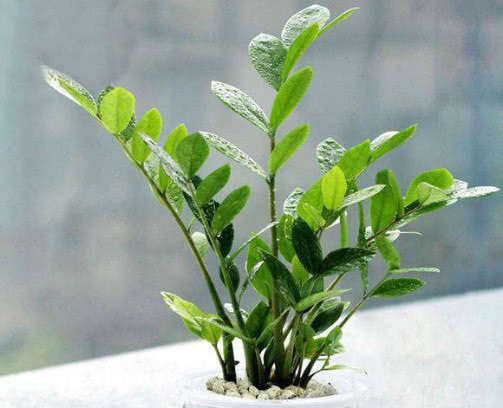 金钱树如何水培教你3个小步骤,水培后不仅易生根越长越旺盛