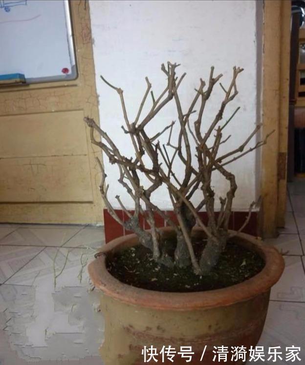 花芽|茉莉花的修剪时间特别重要,剪错了,植株开花少,很难再开爆