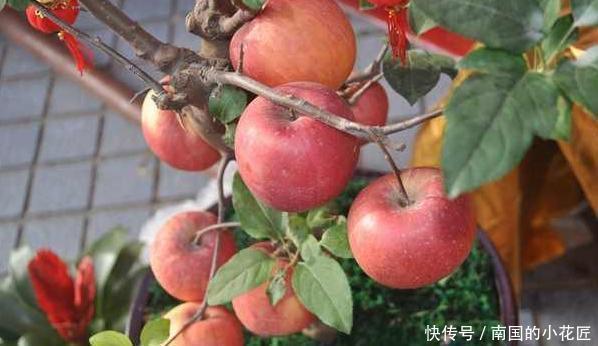 盆栽|单纯养花有点枯燥怎么办?不如盆栽种植水果,既好看又有趣