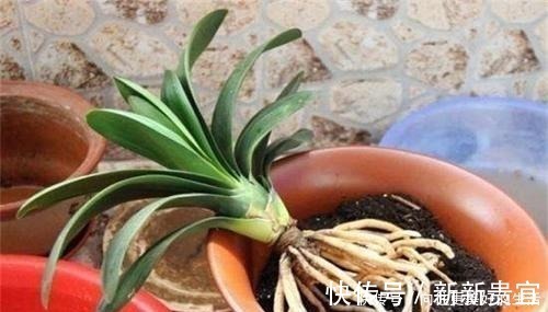 肥厚|给“3种花”换盆，一定不能浇“定根水”，否则烂根多，容易死亡！