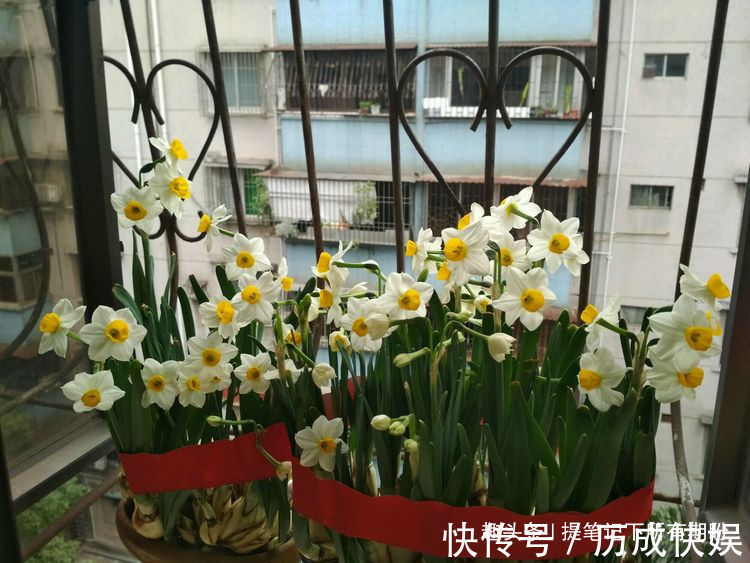 喜欢菊花，不如养”优良名品“绿乒乓菊，似绿如新翠，小巧玲珑