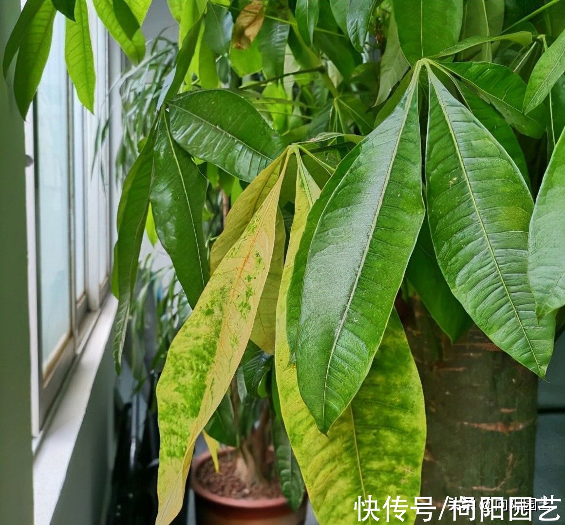 幸福树|发财树养不好,叶子发黄,问题在于发财树本身,揭秘发财树