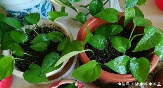 6种繁殖能力强的花草,掐根枝条插土里,好养易生根,一盆变多盆!