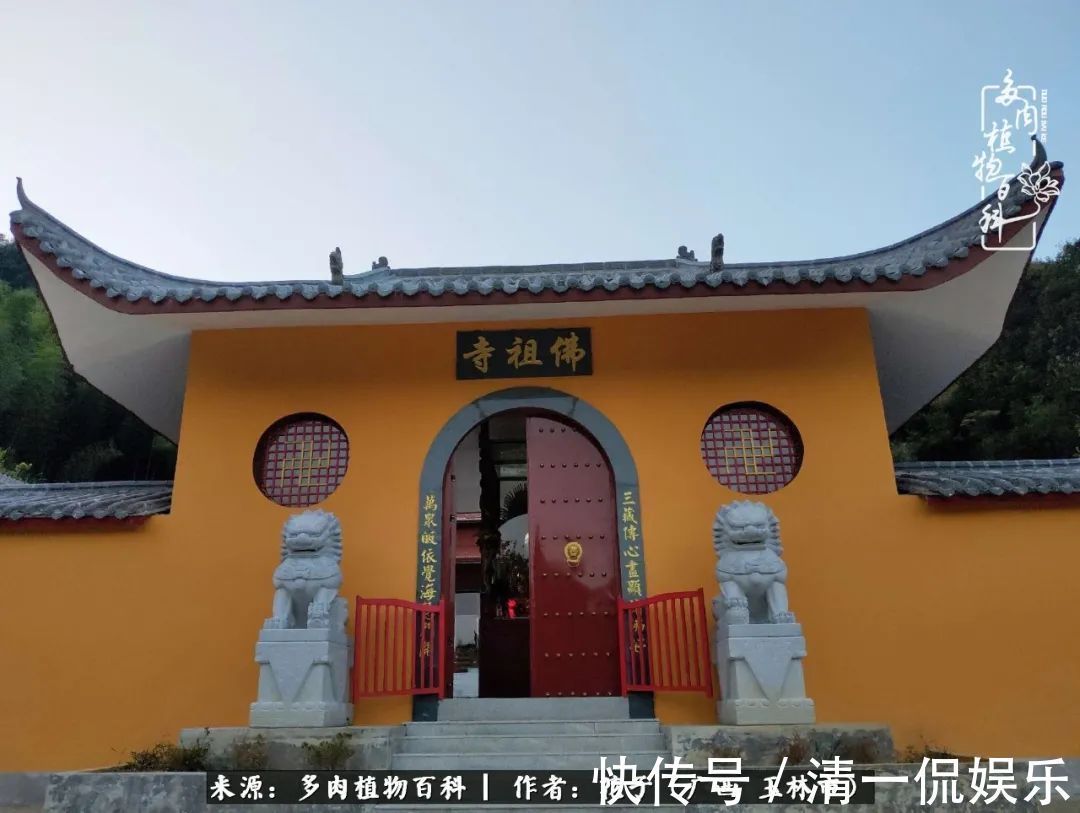 为了爱情|为了爱情来到陌生城市,偶遇多肉,地老天荒的爱恋!