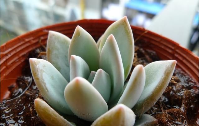 新手浇水切莫急,教你怎么判断浇水时间,也能养出美貌的萌多肉