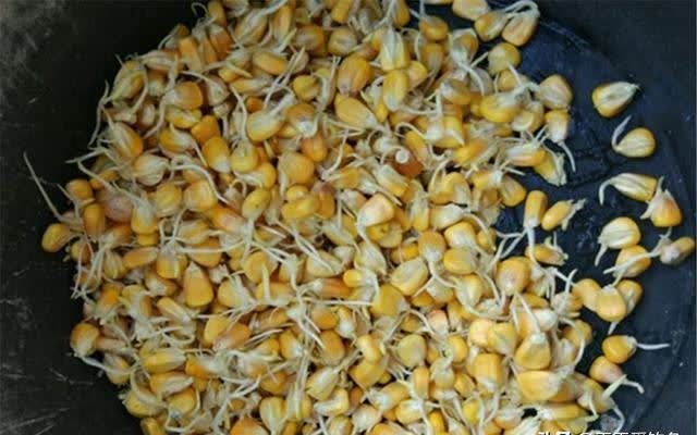 晚春开始钓草鱼,分享几款“清爽”的粮食饵,可以用到秋季