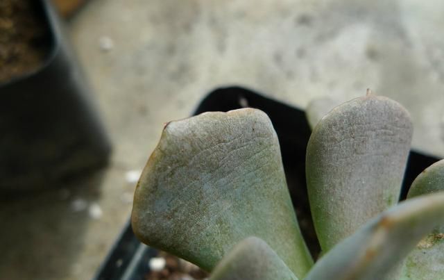 新手浇水切莫急,教你怎么判断浇水时间,也能养出美貌的萌多肉