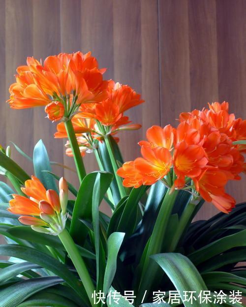 花盆|养君子兰，死记硬背5个要点，啥问题也没有，叶子油绿过年满花箭