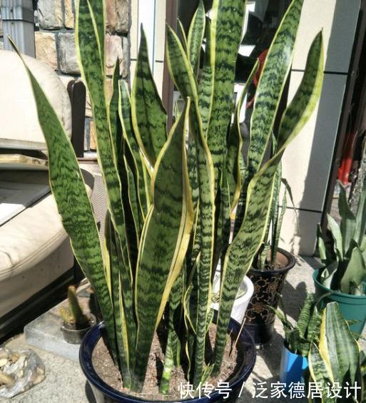 根系|想让虎皮兰爆崽,避开“这三怕”,次月咕噜冒芽穗,还能开小黄花