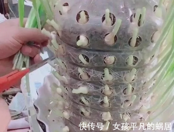 厨房里的油桶一个一个洗刷干净,拿来养花,省钱又好用