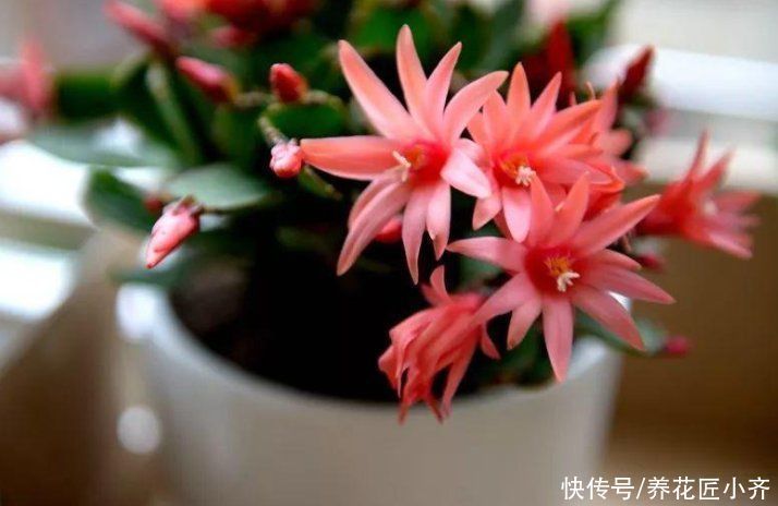 新手|养花高手都具备的“好习惯”,新手如果坚持下来,花会越养越好