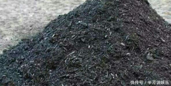 植物|冬季,蚧壳虫来袭该怎么解决!室内养花,弄明白这些再不用犯愁