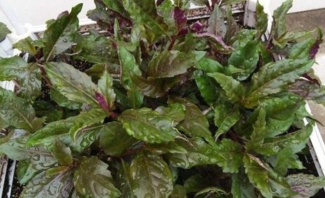 3种蔬菜,被称为“补血菜”,阳台盆栽上几盆,足足吃一年!