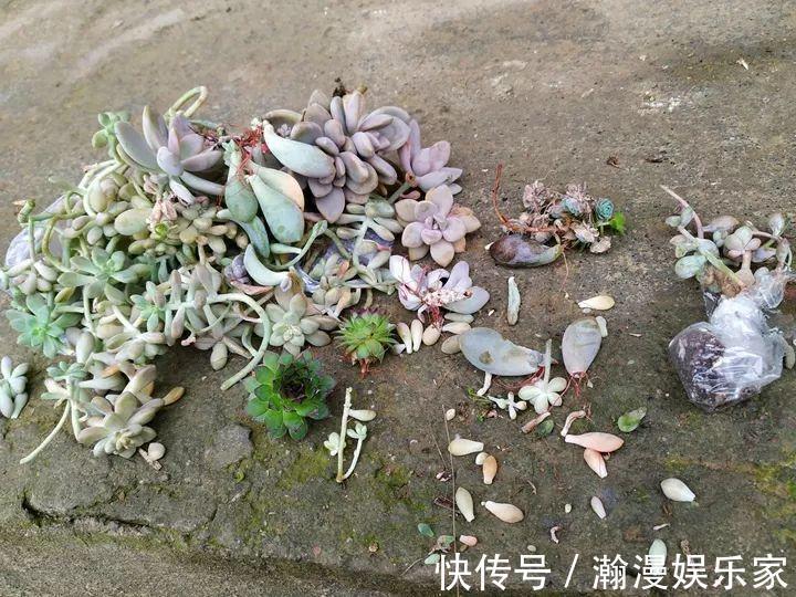 老少皆宜|农村爷爷养多肉,破缸、破鞋里都塞满,照样养的肥嘟嘟!