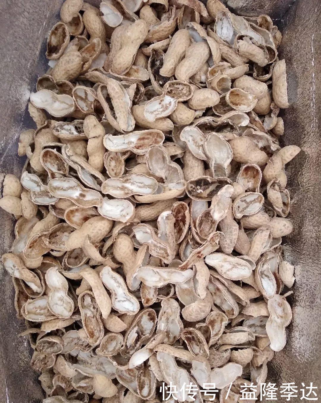 煤渣|家里吃剩的果皮,拿来养花嗖嗖长,不黄叶、开花多