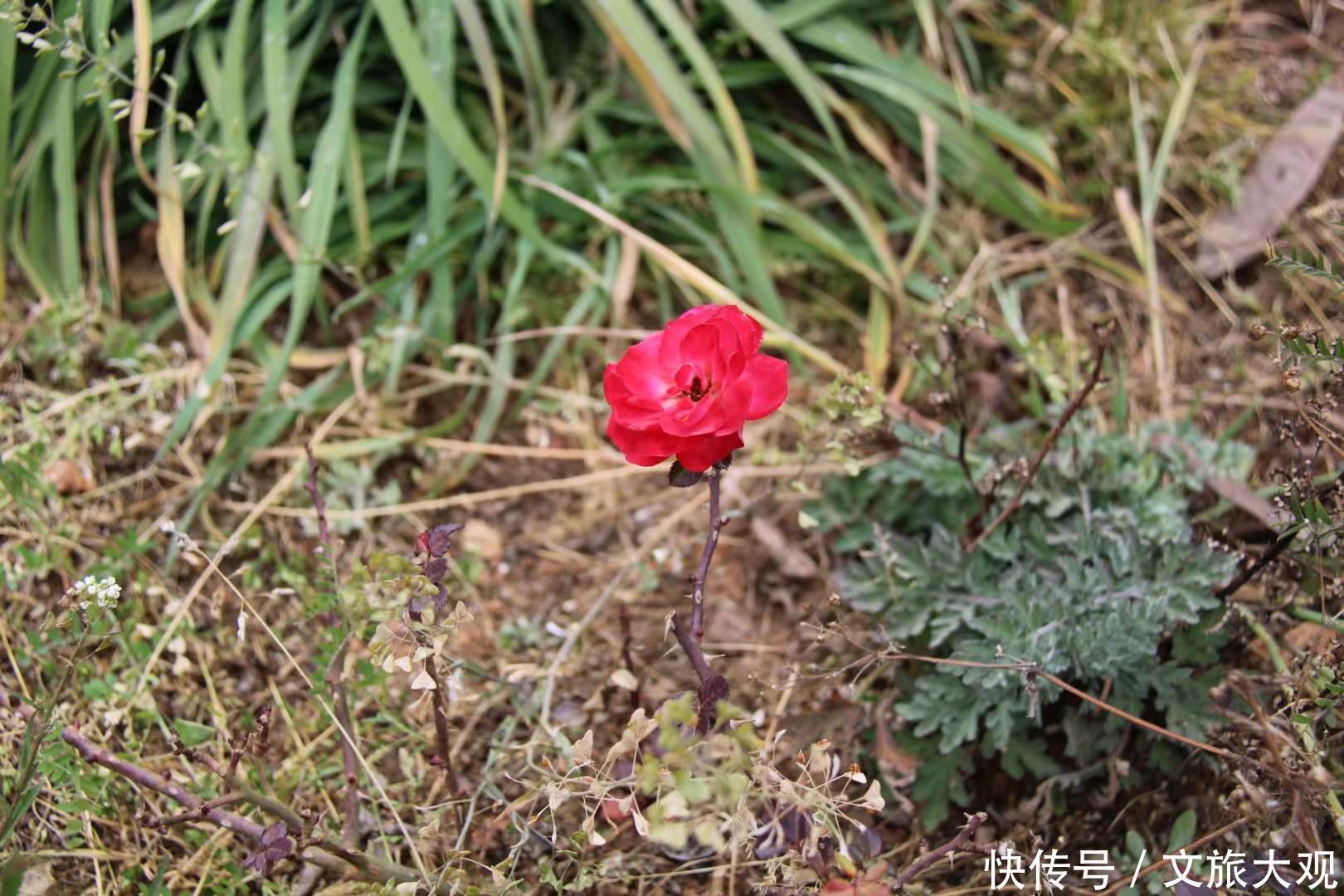 昆明冬日看花