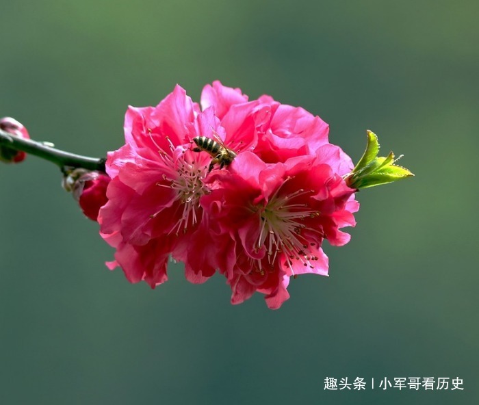 极品|此花是桃花中的极品,树姿优美花姿迷人,具有消除仇恨的意思