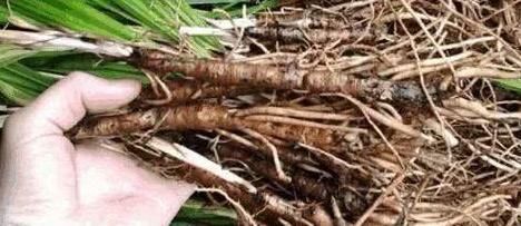 补肾|农村不起眼的野草,却是天然“雄激素”,补肾助阳